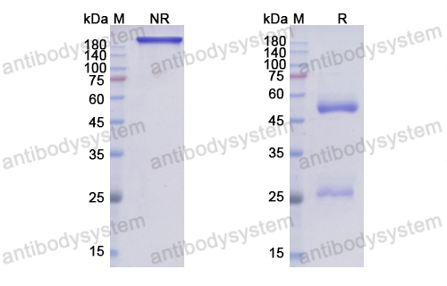 Research Grade Alomfilimab  (DHJ92103)