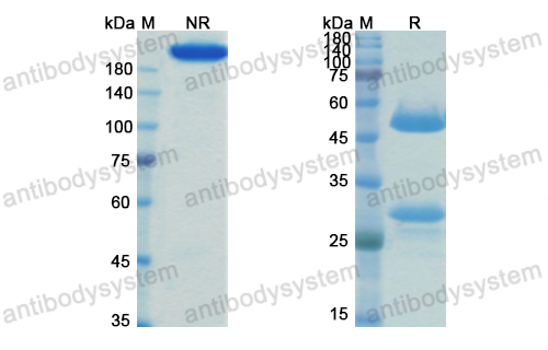 Research Grade Bexmarilimab(DHK09001)