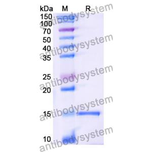 Anti-Human CD275/ICOSLG Nanobody (SAA1282)