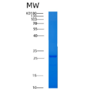 Recombinant Human 14-3-3 ?/YWHAS Protein,Recombinant Human 14-3-3 ?/YWHAS Protein