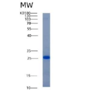 Recombinant Human ADI1 Protein