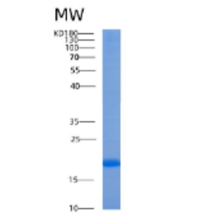 Recombinant Human AGR3 Protein