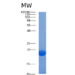 Recombinant Human AGR 2 Protein