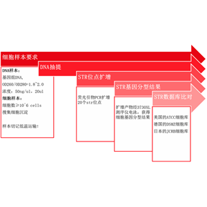 细胞系STR鉴定,Cell line STR identification