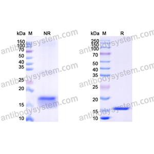 Anti-Human EGFR/ERBB1/HER1 Nanobody (SAA1038)