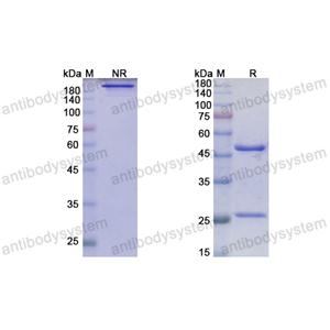 Research Grade Immurait-Ll2Mab  (DHD38505)