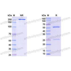 Research Grade Tecaginlimab  (DHD68912)