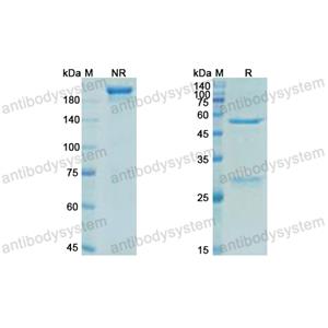 Research Grade Zuberitamab  (DHC90719)