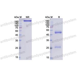 Research Grade Alomfilimab  (DHJ92103)