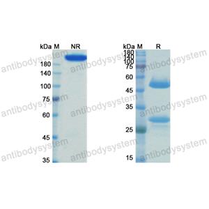 Research Grade Bexmarilimab(DHK09001)