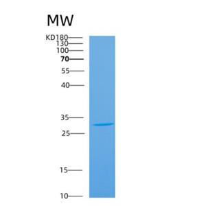 Recombinant Mouse Antxr2 Protein