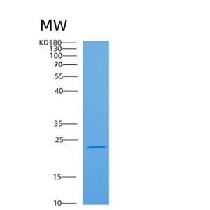 Recombinant Human ARF3 Protein