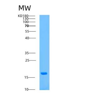 Recombinant Human ASPRV1 Protein