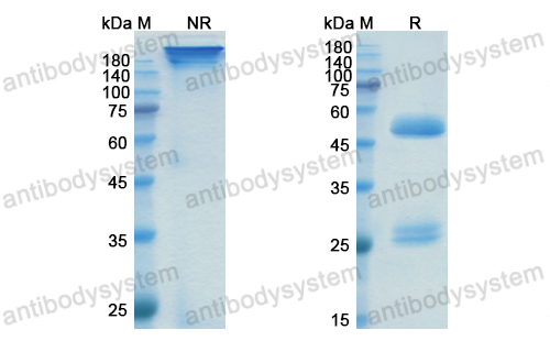 Research Grade Vulinacimab  (DHE16605)