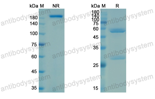 Research Grade Modakafusp alfa  (DHD80805)