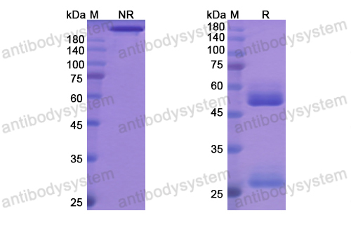 奧西韋單抗,Research Grade Odesivimab(DVV03602)