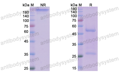 瑪奈利單抗,Research Grade Manelimab(DHJ70107)