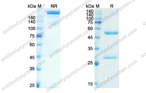 樂維利單抗,Research Grade Levilimab  (DHC36903)