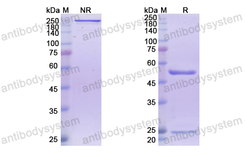 弗洛西单抗,Research Grade Frovocimab(DHJ24003)