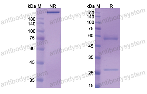 莫倫妥單抗,Research Grade Murlentamab  (DHH34701)