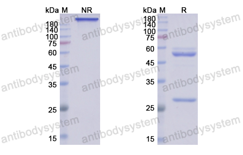 米吉珠單抗,Research Grade Mirikizumab(DHJ63105)