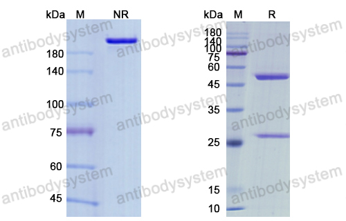 瑪替韋單抗,Research Grade Maftivimab  (DVV03605)