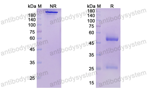 派比奈单抗,Research Grade Pepinemab(DHJ33901)