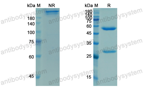 利戈组单抗；利格利珠单抗,Research Grade Ligelizumab(DHJ92702)