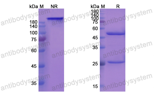 羅維珠單抗,Research Grade Rovelizumab(DHC13102)