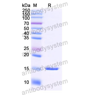抗 Human DLL4 纳米抗体 (SAA1284)(RHJ65302),Anti-Human DLL4 Nanobody (SAA1284)