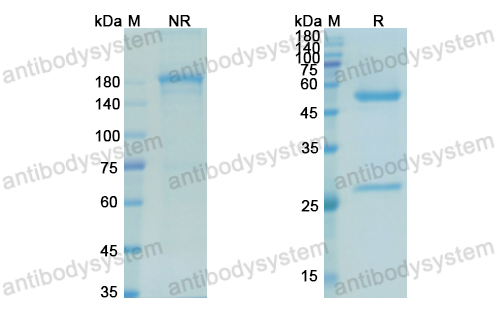 米妥莫单抗,Research Grade Mitumomab  (DGK11302)