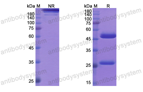 蘇蘭組單抗,Research Grade Solanezumab  (DHC12505)