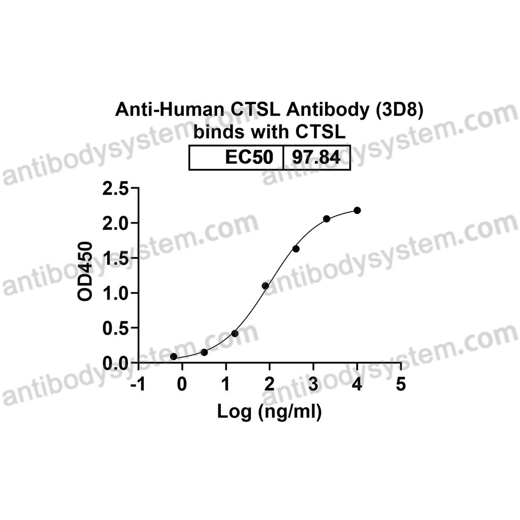 抗体：Human CTSL Antibody (3D8) RHC27301,CTSL