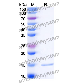 抗 Listeria monocytogenes serotype 1/2a InlB/Internalin B 纳米抗体 (SAA0997)(RXX07702),Anti-Listeria monocytogenes serotype 1/2a InlB/Internalin B Nanobody (SAA0997)