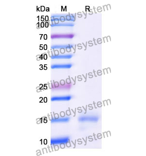 抗 Human CD13/ANPEP/APN 納米抗體 (SAA1324)(RHD08901),Anti-Human CD13/ANPEP/APN Nanobody (SAA1324)