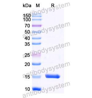 抗 Human CCL3/MIP-1-alpha 納米抗體 (SAA1270)(RHC79201),Anti-Human CCL3/MIP-1-alpha Nanobody (SAA1270)