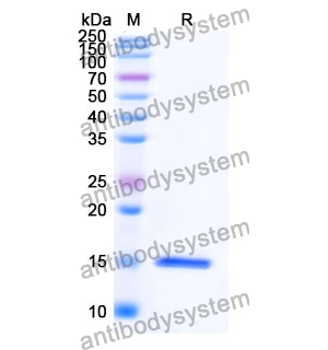 抗 Human IL23R 纳米抗体 (SAA1299)(RHJ03701),Anti-Human IL23R Nanobody (SAA1299)