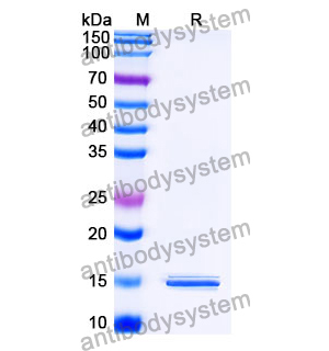 抗 SARS-CoV-2 S Protein 納米抗體 (SAA1099)(RVV00177),Anti-SARS-CoV-2 S Protein Nanobody (SAA1099)