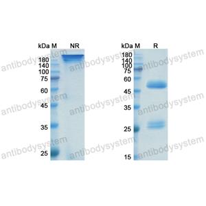 Research Grade Vulinacimab  (DHE16605)