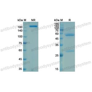 Research Grade Modakafusp alfa  (DHD80805)