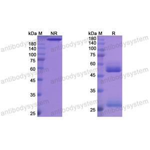 Research Grade Odesivimab(DVV03602)