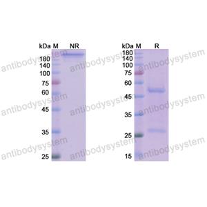 瑪奈利單抗,Research Grade Manelimab(DHJ70107)