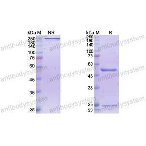 弗洛西单抗,Research Grade Frovocimab(DHJ24003)