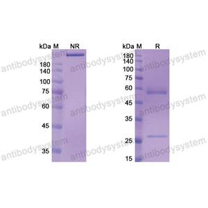 莫倫妥單抗,Research Grade Murlentamab  (DHH34701)