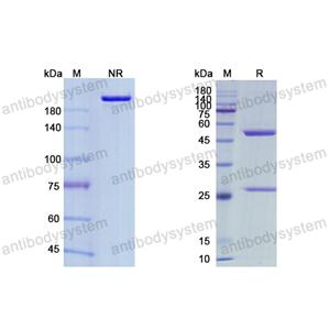 Research Grade Maftivimab  (DVV03605)