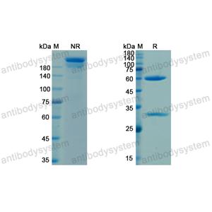 Research Grade Telisotuzumab(DHC34203)