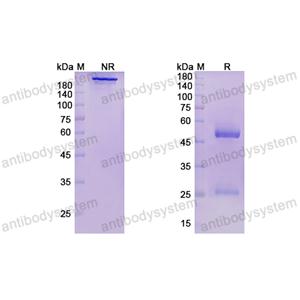 派比奈单抗,Research Grade Pepinemab(DHJ33901)