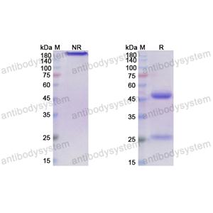 Research Grade Ontuxizumab  (DHJ61001)