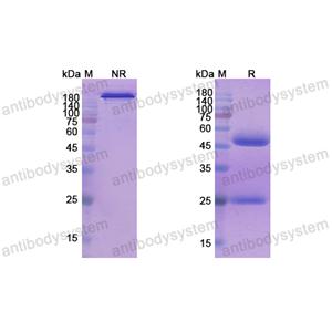 Research Grade Seribantumab(DHD48405)