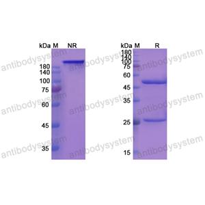 羅維珠單抗,Research Grade Rovelizumab(DHC13102)